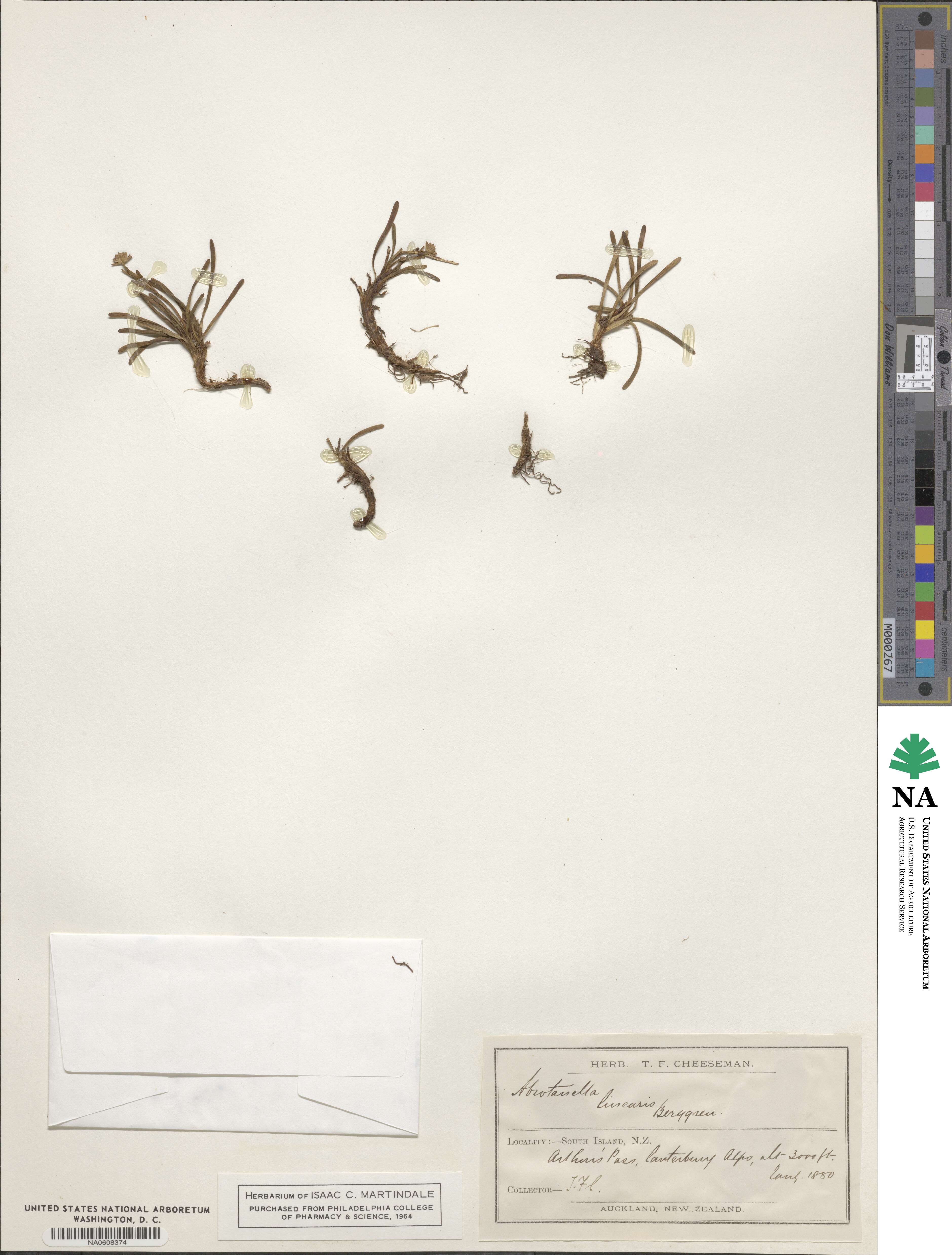 Abrotanella linearis image