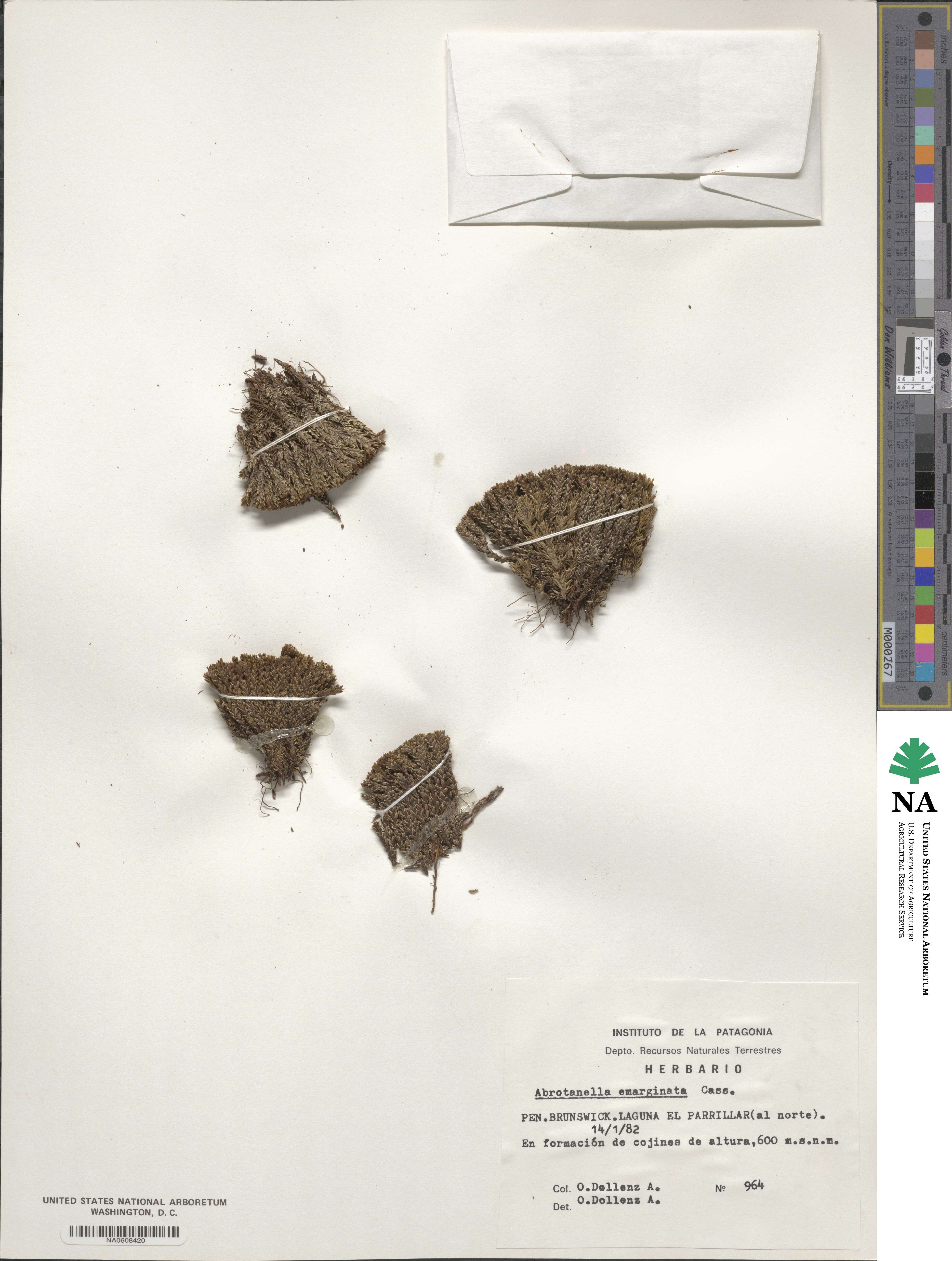 Abrotanella emarginata image
