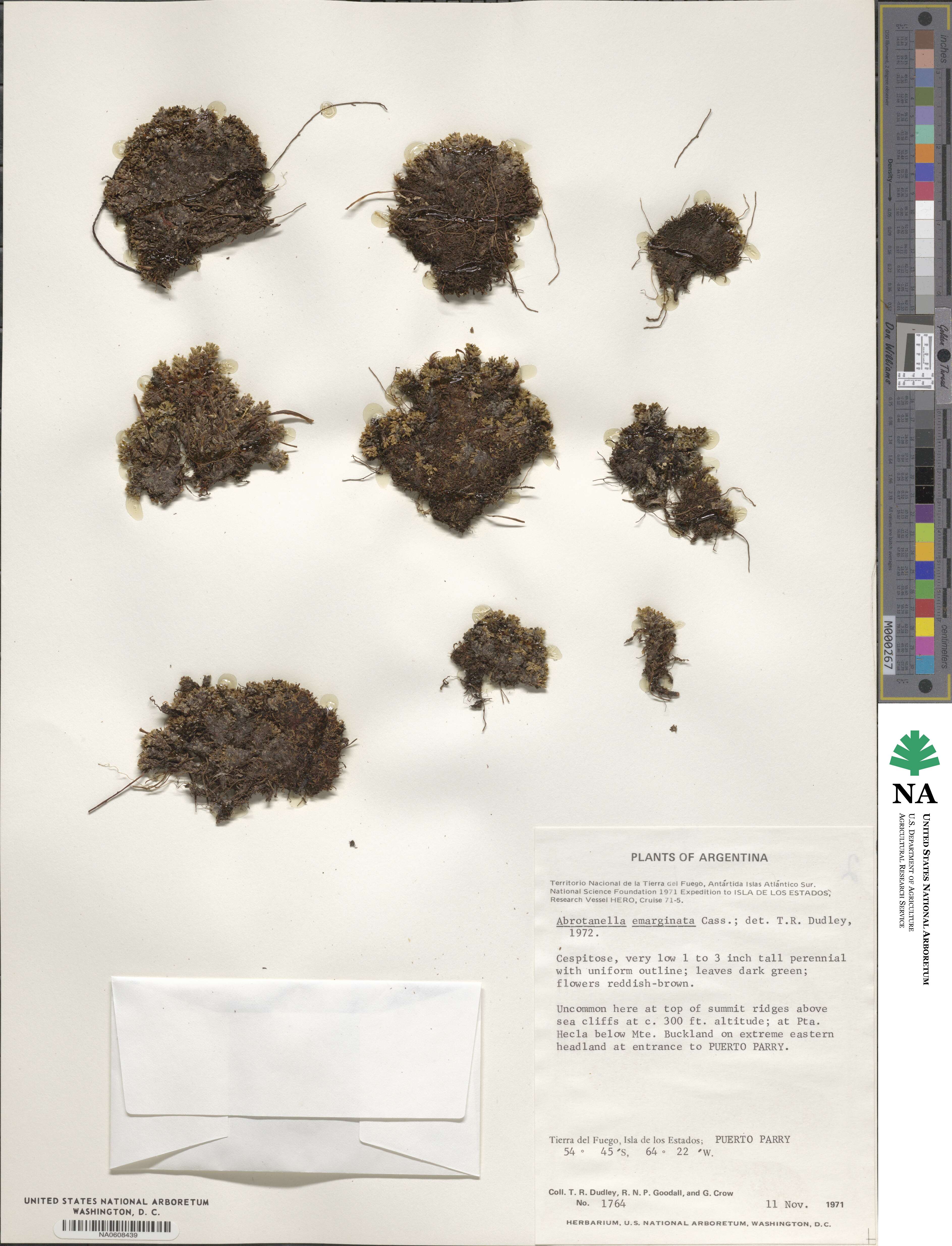 Abrotanella emarginata image