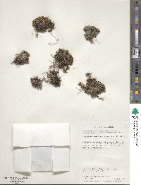 Abrotanella emarginata image