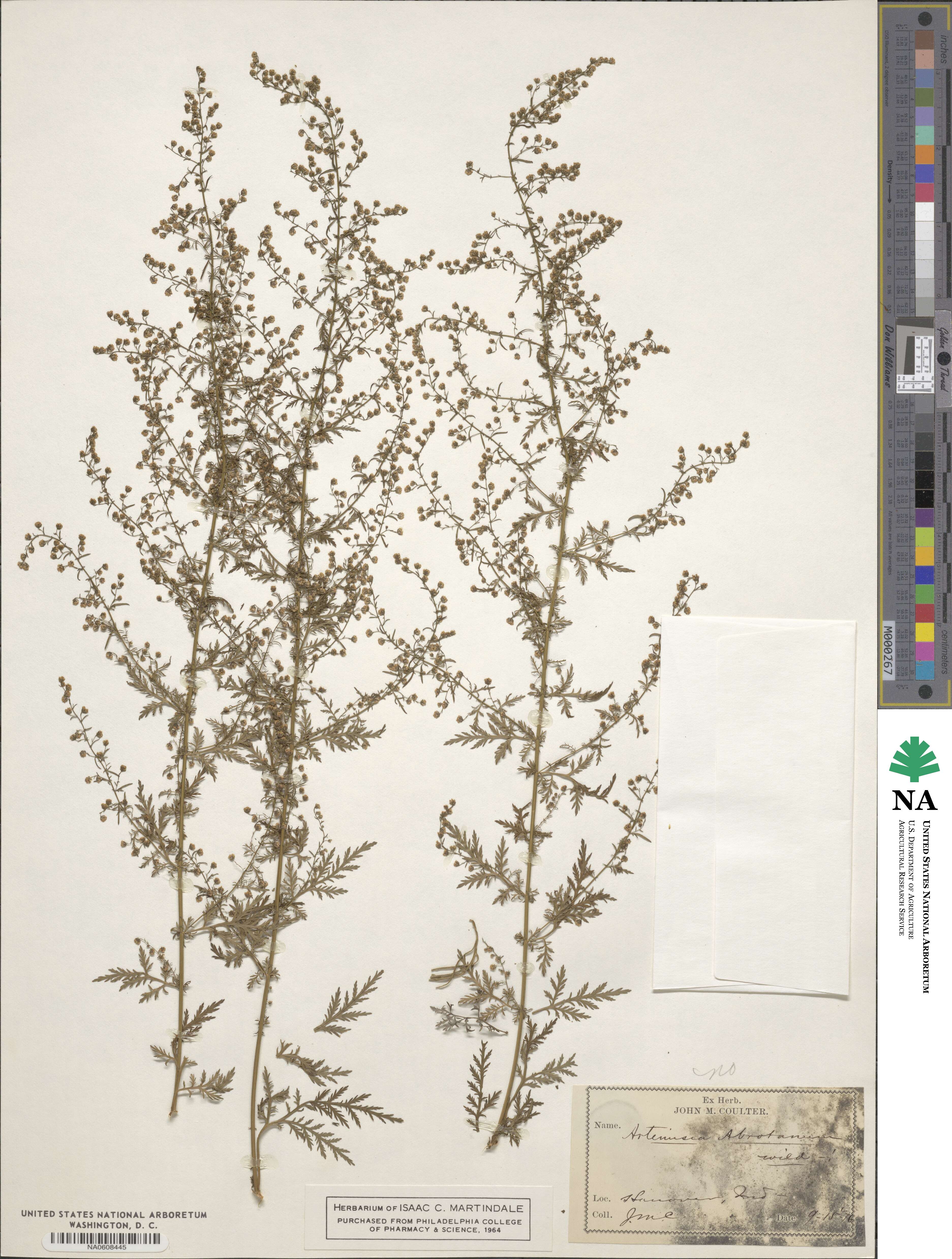 Artemisia abrotanum image