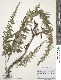 Artemisia absinthium image