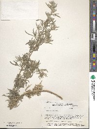 Artemisia absinthium image