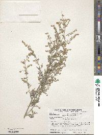 Artemisia absinthium image