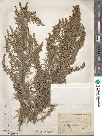 Artemisia absinthium image