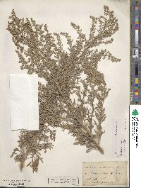 Artemisia absinthium image