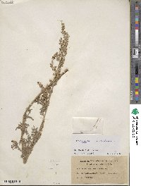 Artemisia absinthium image