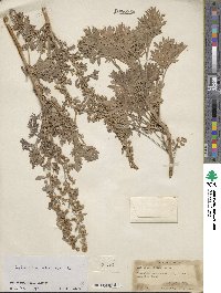 Artemisia absinthium image