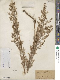 Artemisia absinthium image