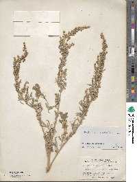 Artemisia absinthium image