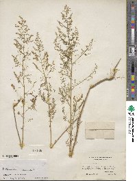 Artemisia annua image