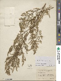 Artemisia annua image