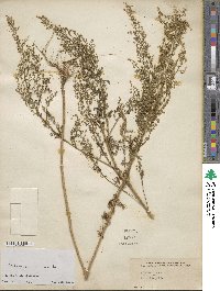 Artemisia annua image