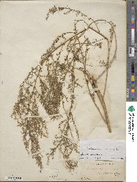 Artemisia annua image