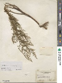 Artemisia annua image