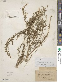 Artemisia annua image