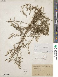 Artemisia annua image