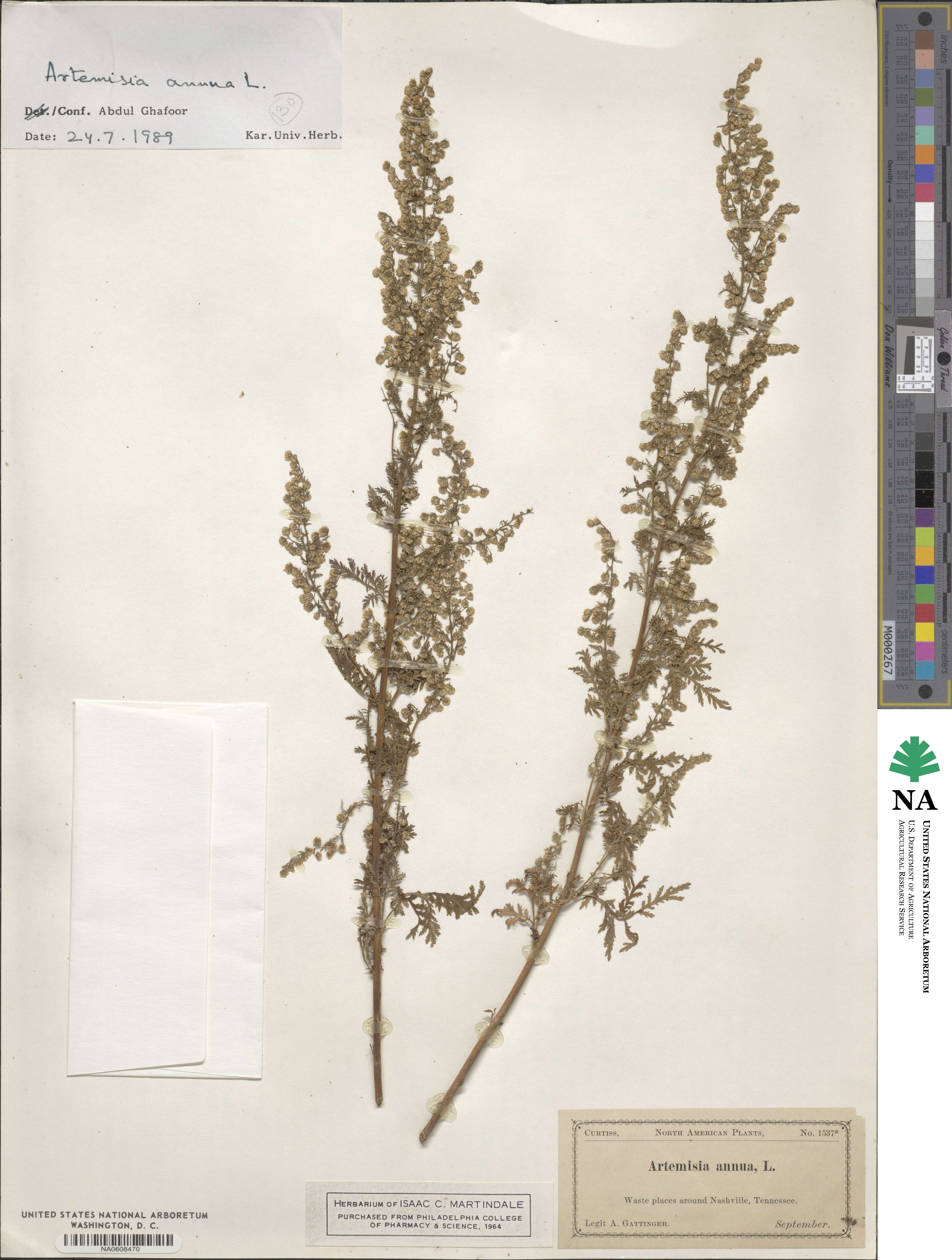 Artemisia annua image