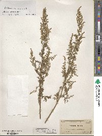 Artemisia annua image