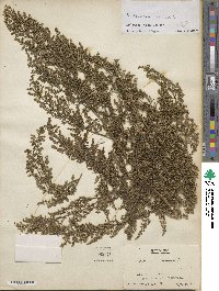 Artemisia annua image