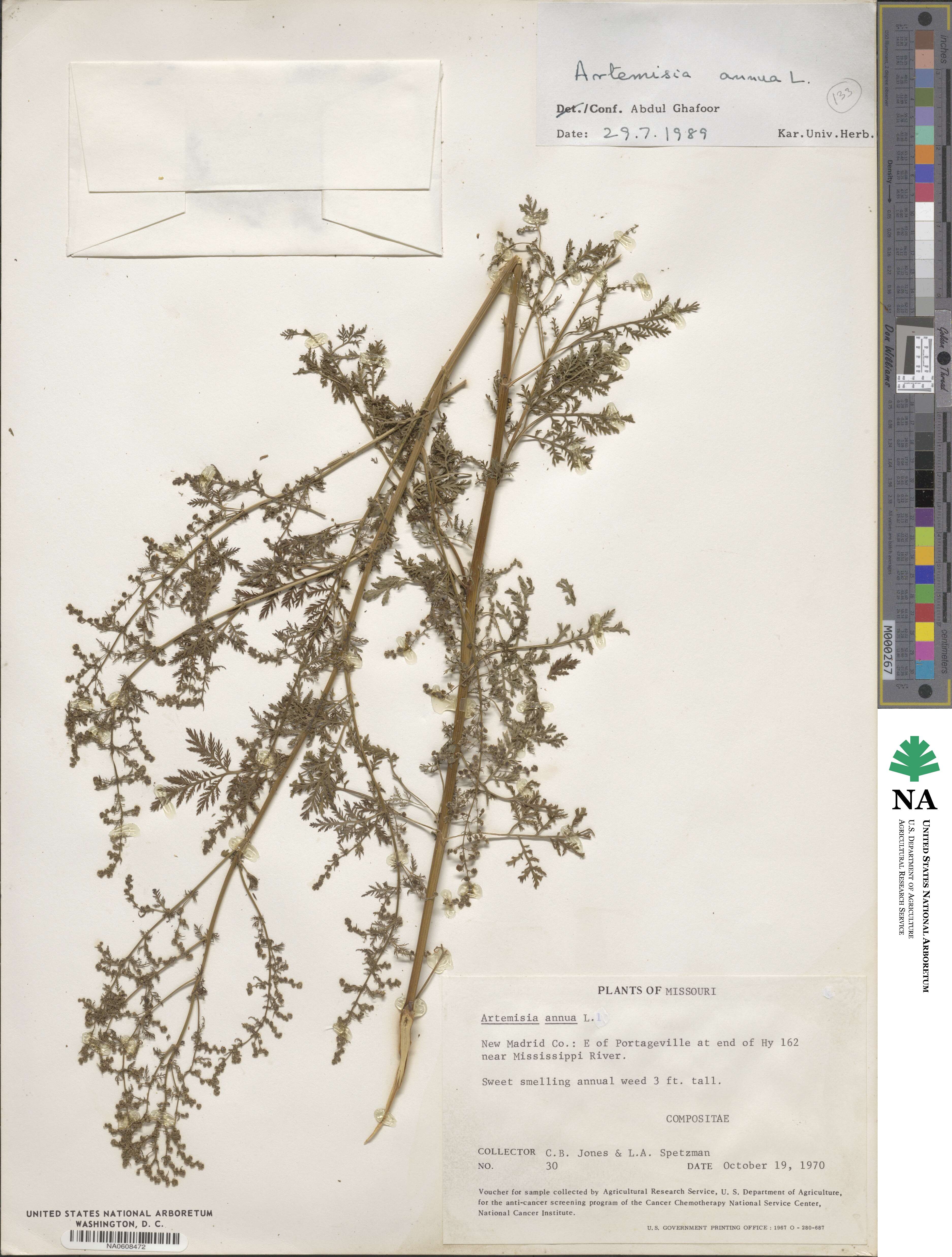 Artemisia annua image