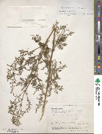 Artemisia annua image