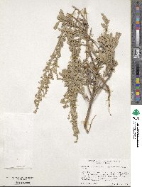 Artemisia tridentata subsp. vaseyana image