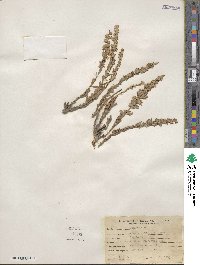 Artemisia bigelovii image