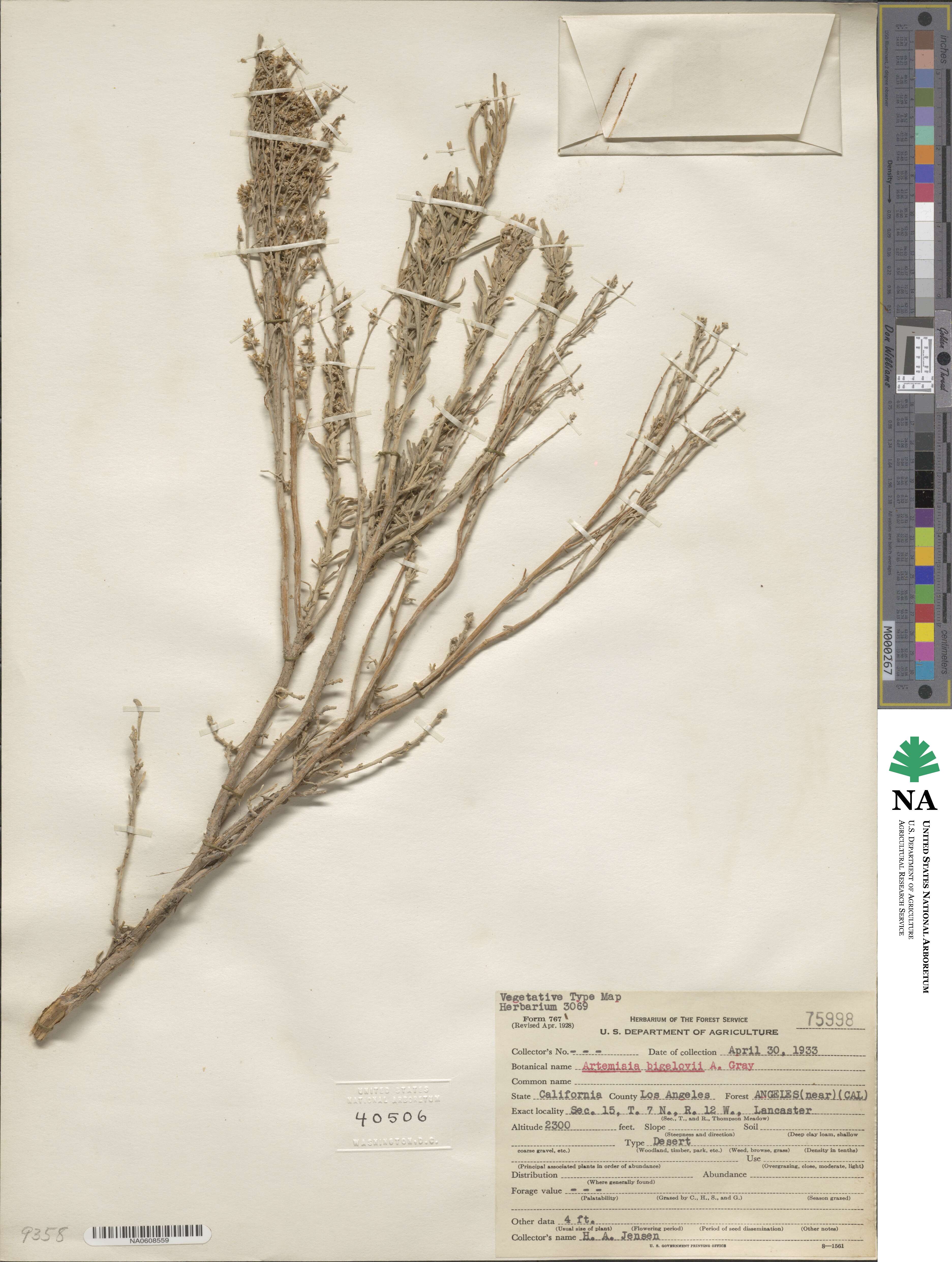 Artemisia bigelovii image