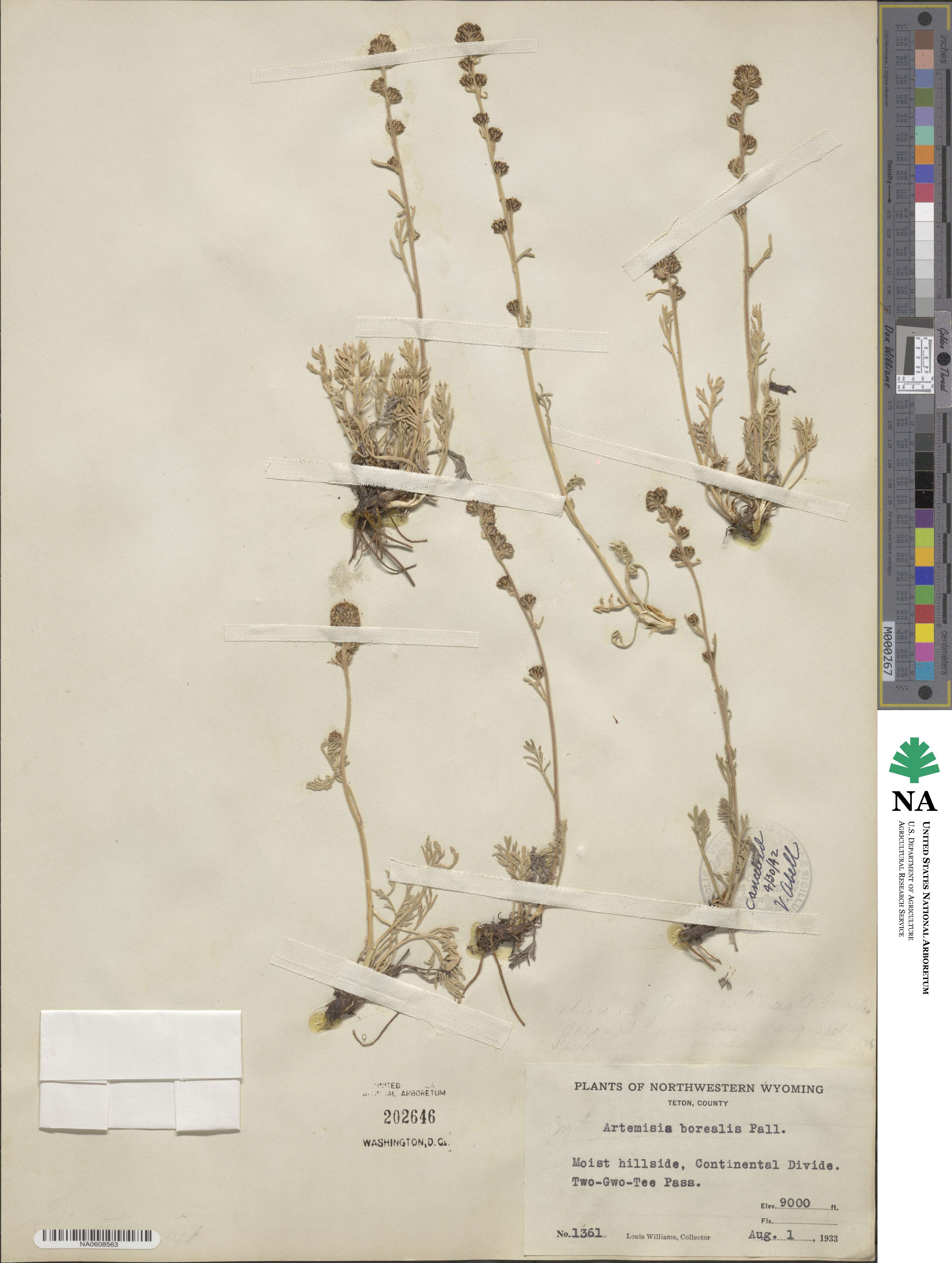 Artemisia borealis image