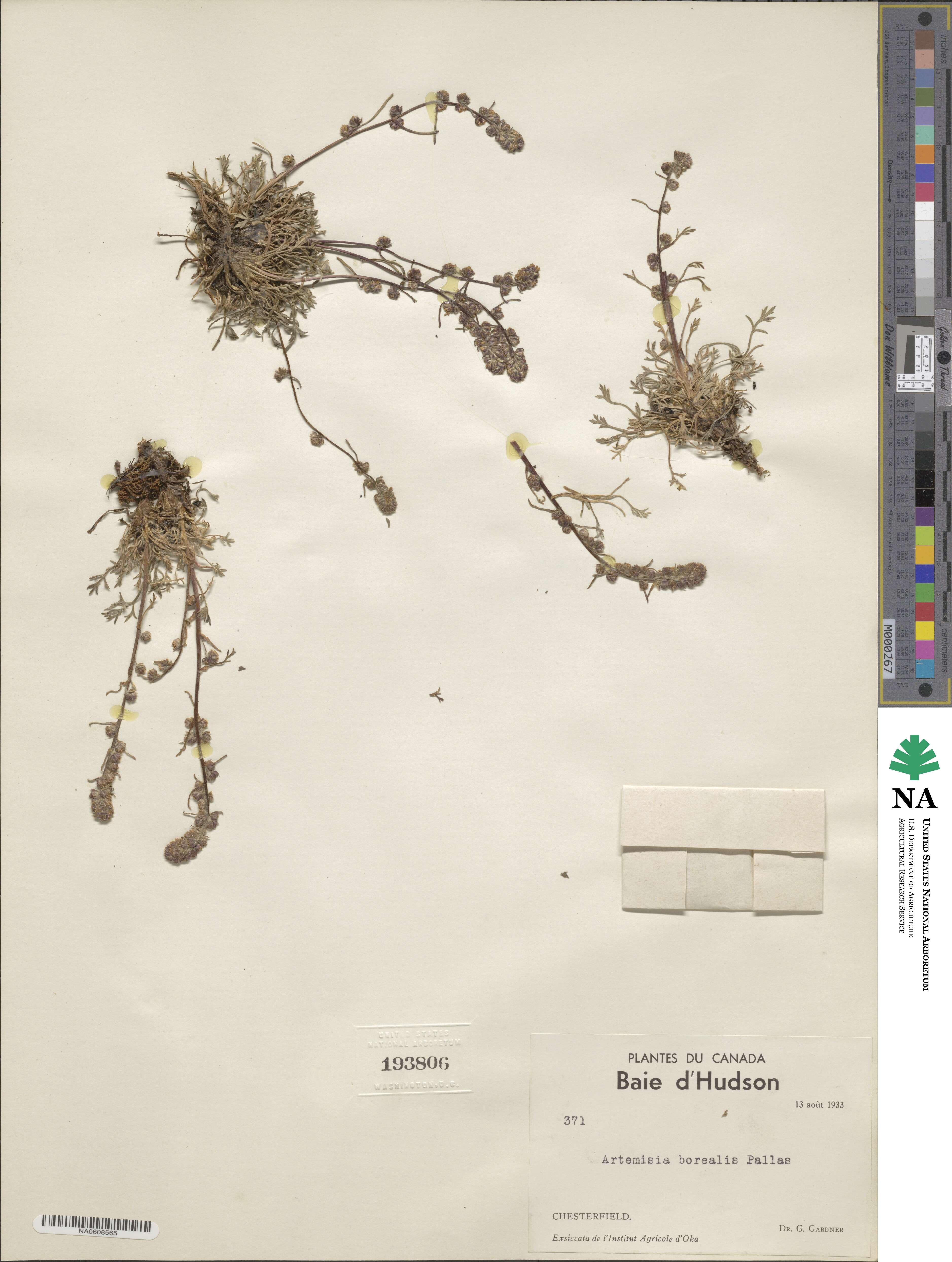Artemisia borealis image