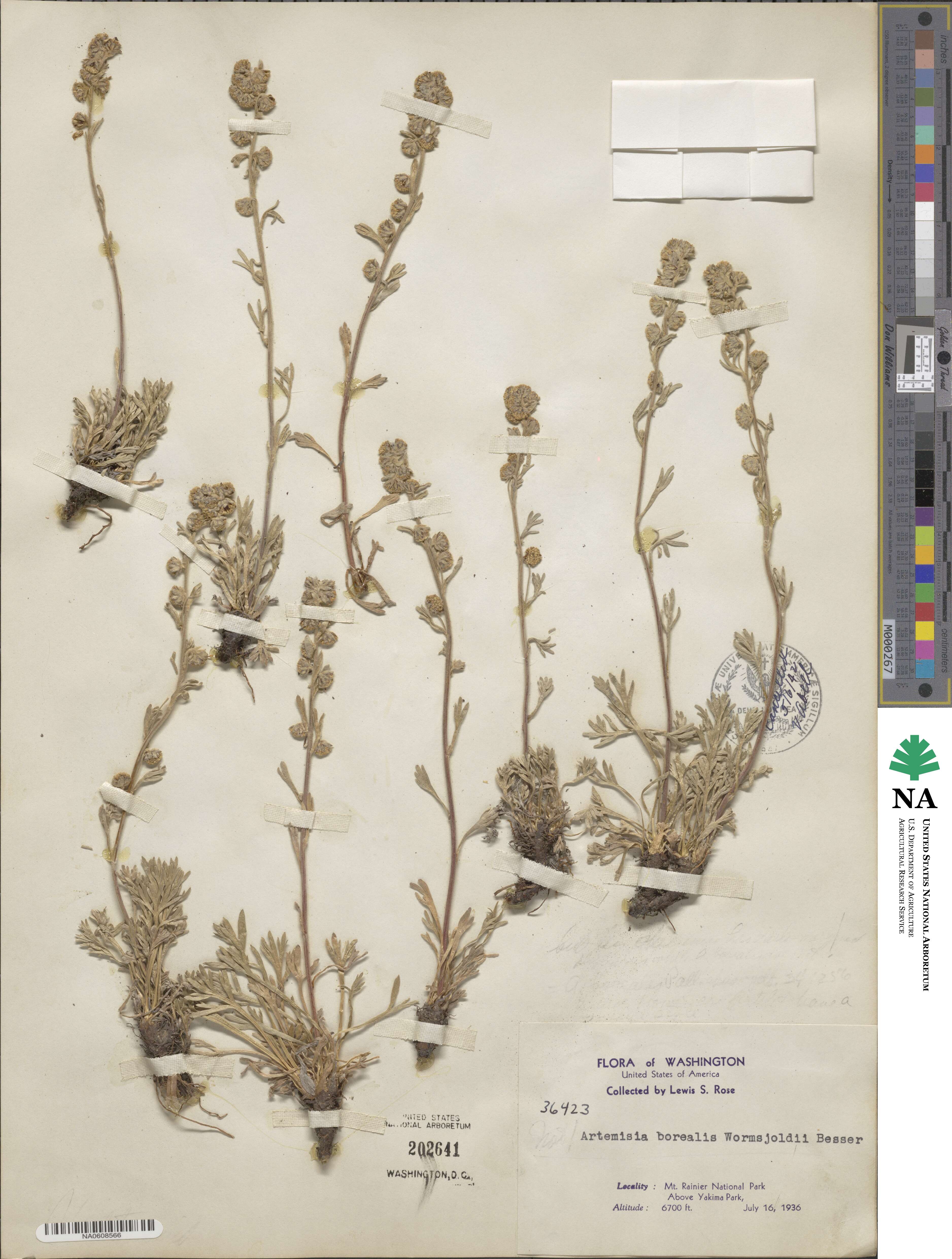 Artemisia borealis subsp. borealis image