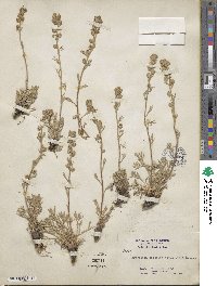 Artemisia borealis subsp. borealis image