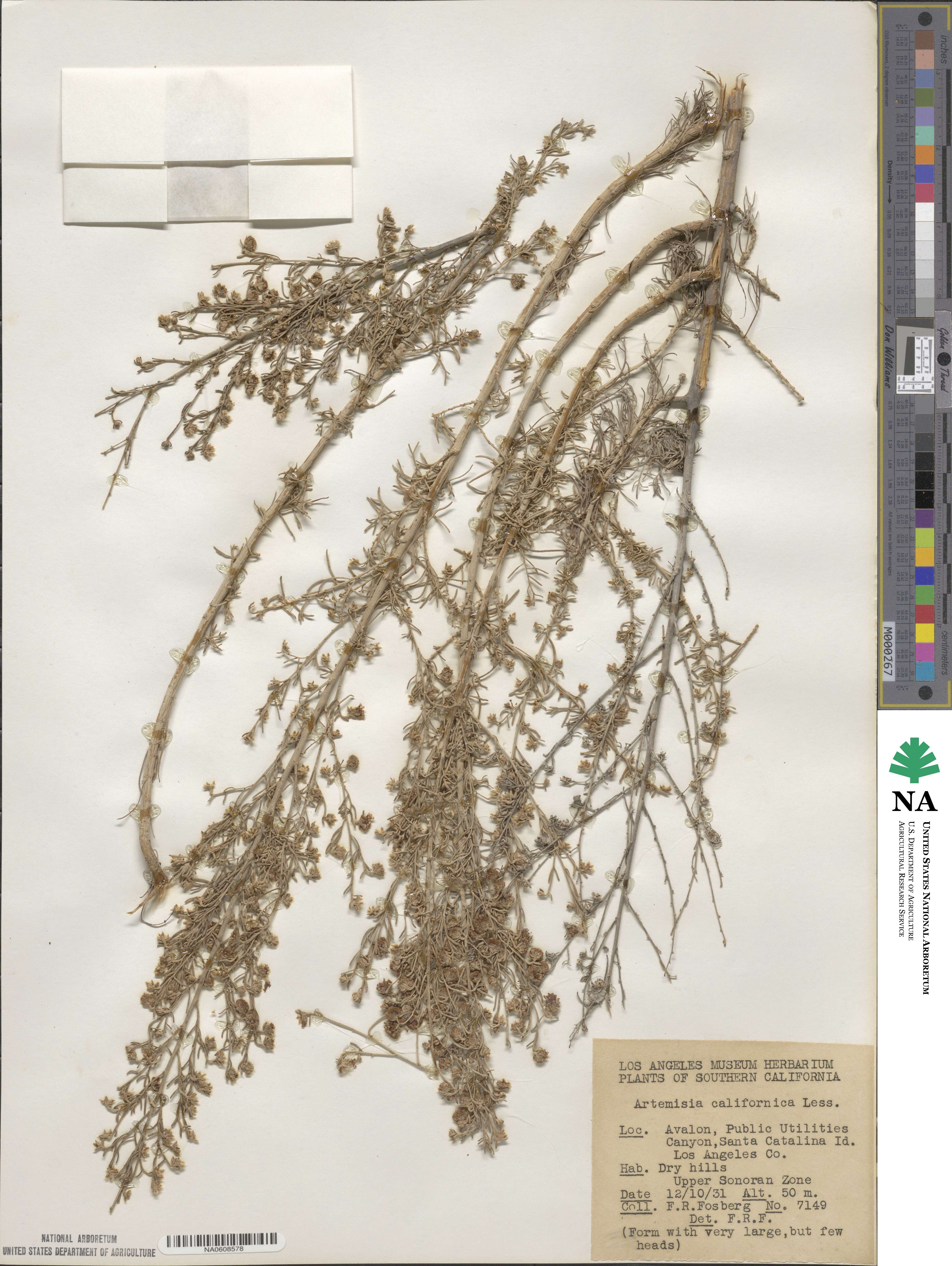 Artemisia californica image