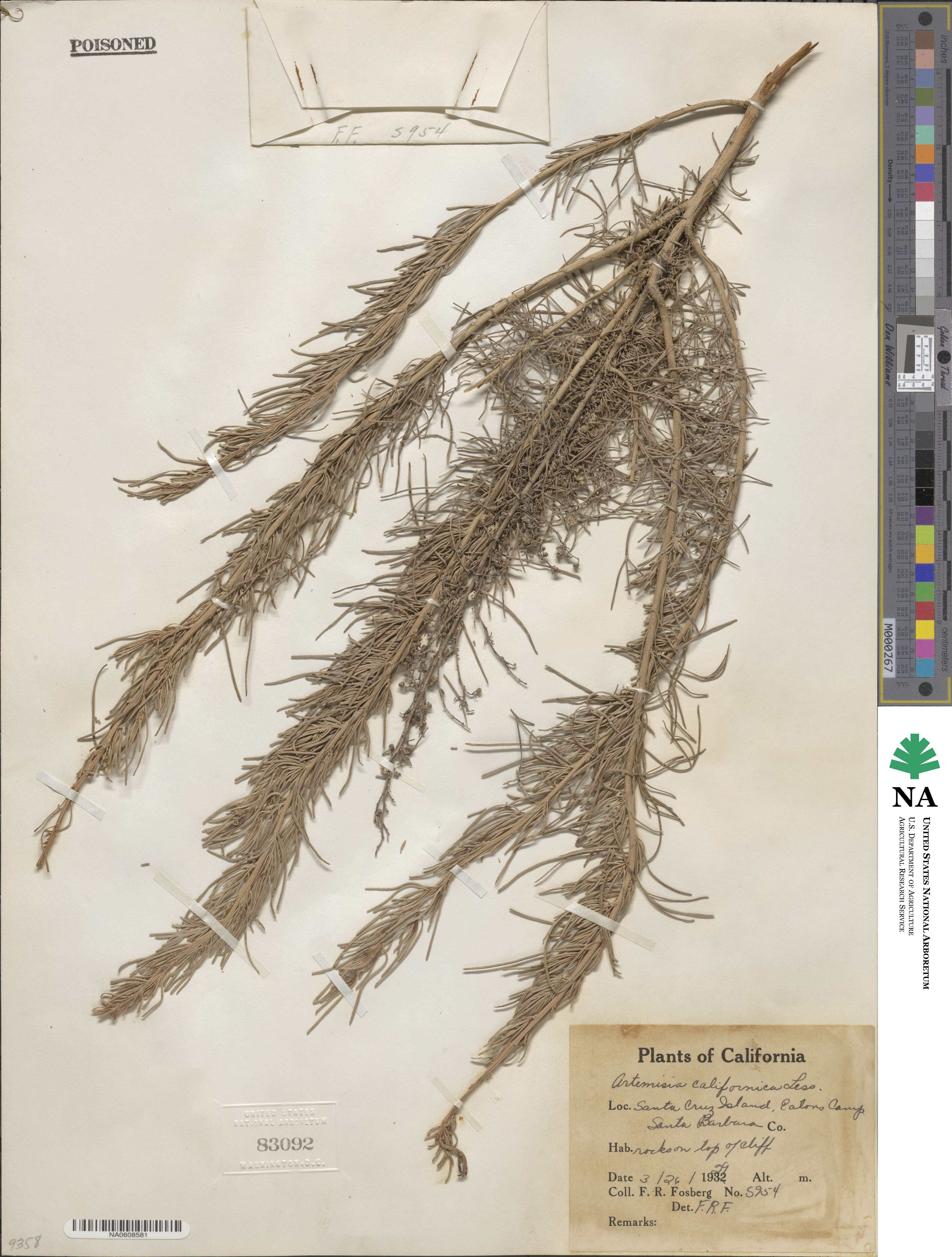 Artemisia californica image
