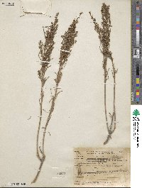 Artemisia nesiotica image