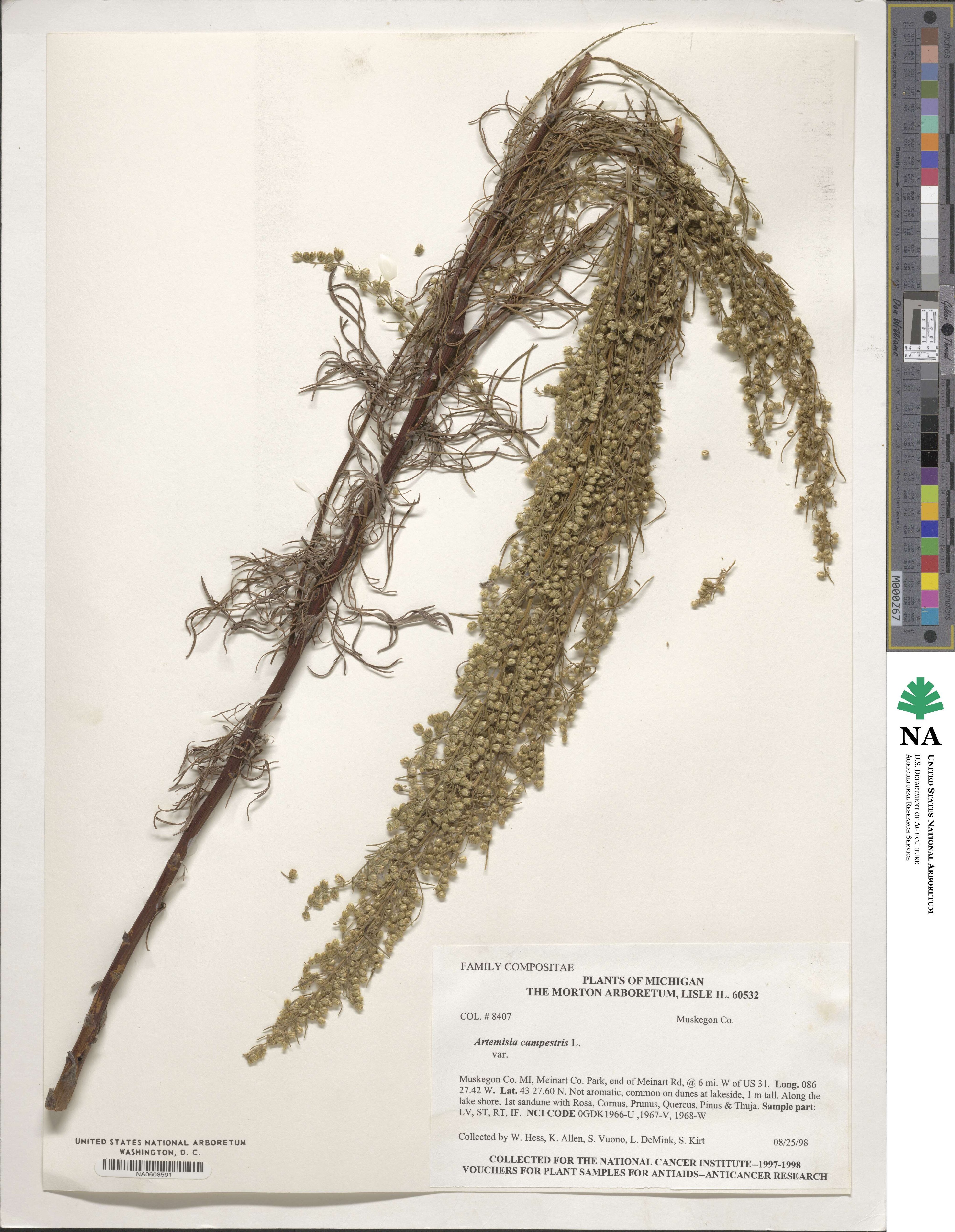 Artemisia campestris image