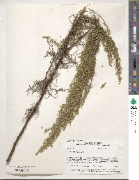 Artemisia campestris image