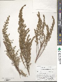 Artemisia campestris image