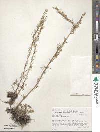 Artemisia campestris image