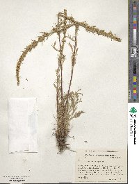 Artemisia campestris image