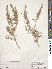 Artemisia cana image