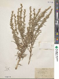 Artemisia cana image