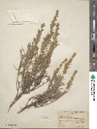 Artemisia cana image