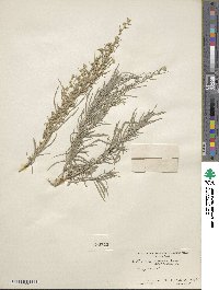 Artemisia cana image