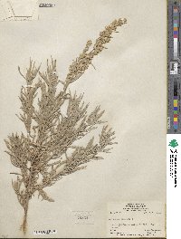 Artemisia cana image