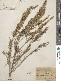 Artemisia cana image