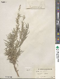 Artemisia cana image