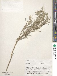 Artemisia cana image