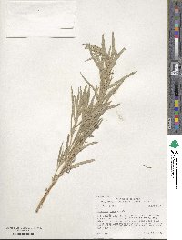 Artemisia cana image